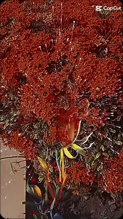 as flores