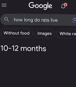How long do ratslive