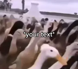 Ducks marching meme