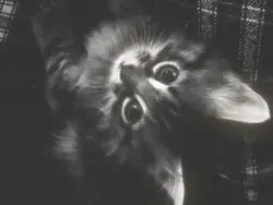 ꘓ    𝖾𝗇𝘃𝘆 .   ᰍ