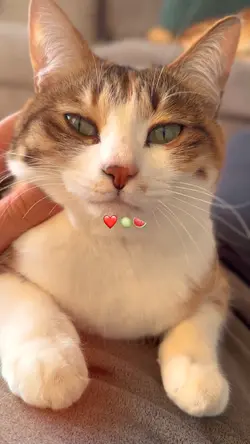 Meu Pet