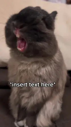 Bunny Singing 