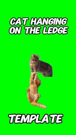 Cat hanging ledge 
