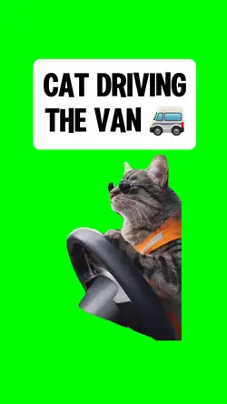 CAT DRIVING the VAN