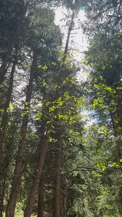 Peaceful nature 
