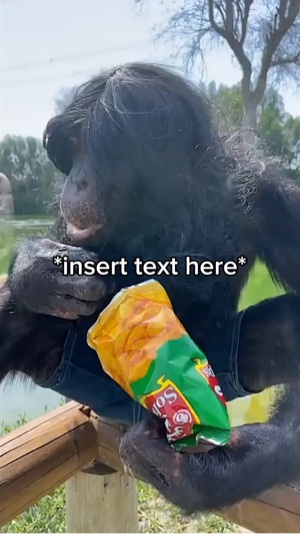 Macaco Comendo 