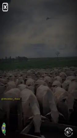 Minha Vida