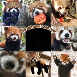Red Panda