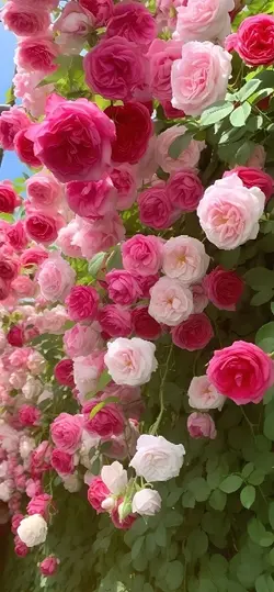 flores do meu jardim