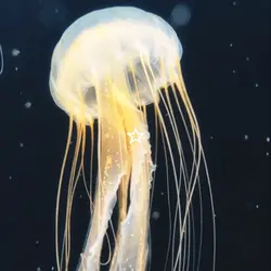 Fav marine animal