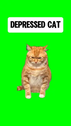DEPRESSED CAT