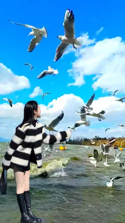 Beautiful seagull