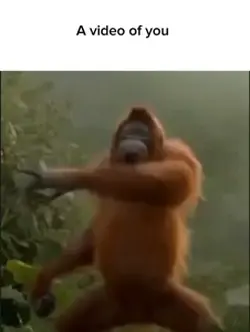 Monkey dancing meme