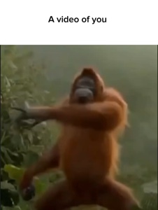 Meme dançando macaco