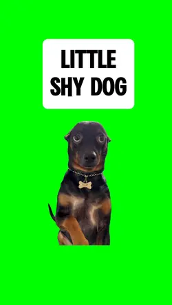 LITTLE SHY DOG