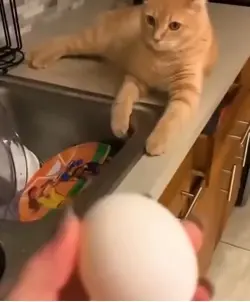 😼😾