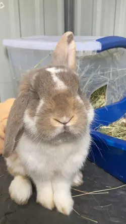 I am your bunny 