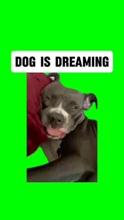 THE DOG is DREAMING