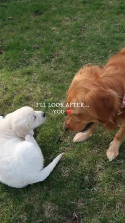 i’ll look after you