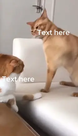 Cat fight meme 