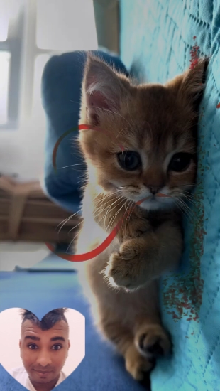 Amor de gato
