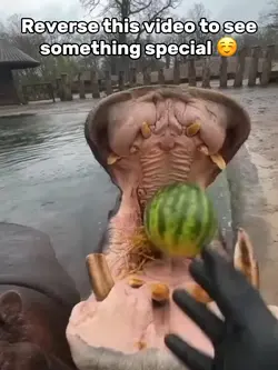 Hippos Eating