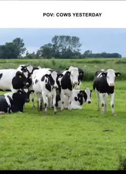 Cows today