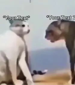 Cat fight