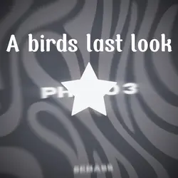 A birds last look 
