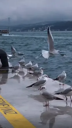 Tum mil sako 🕊️