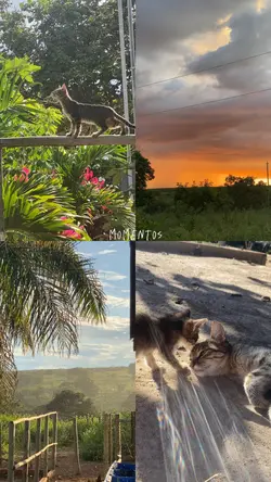 colagem momentos