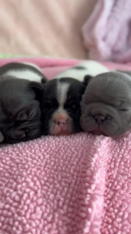 Frenchies