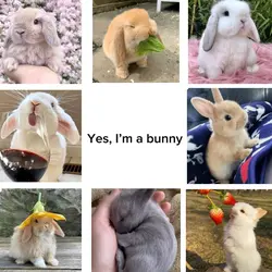 Yes, I’m a bunny :3