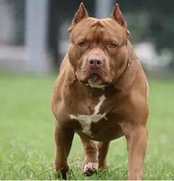 smile dog