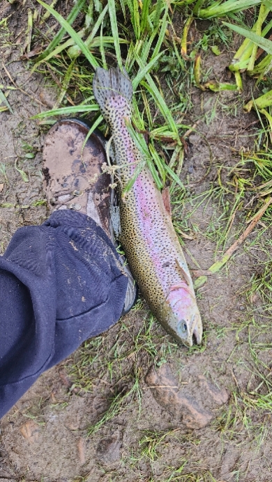 fishy day