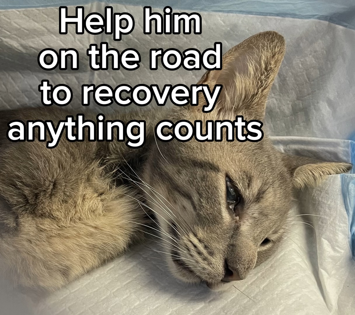 Help this cat  