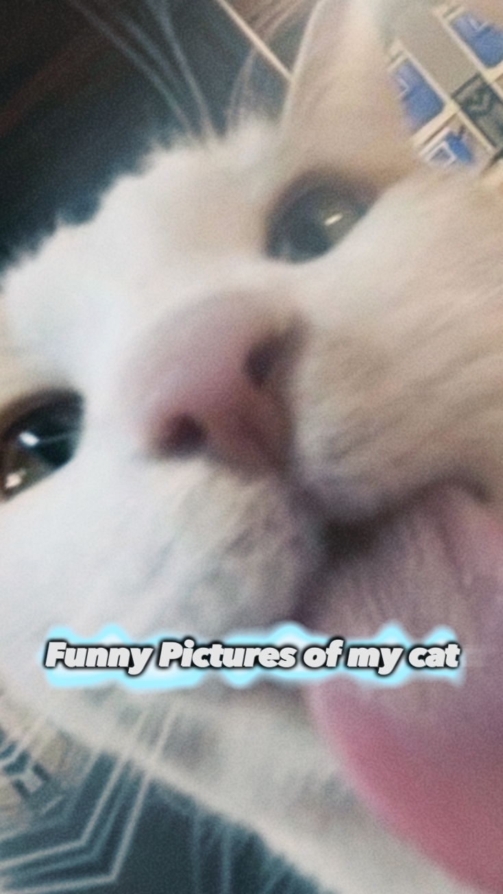 Funny Pet Meme