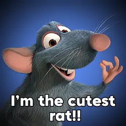 Cutest rat