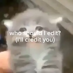 cat meme 