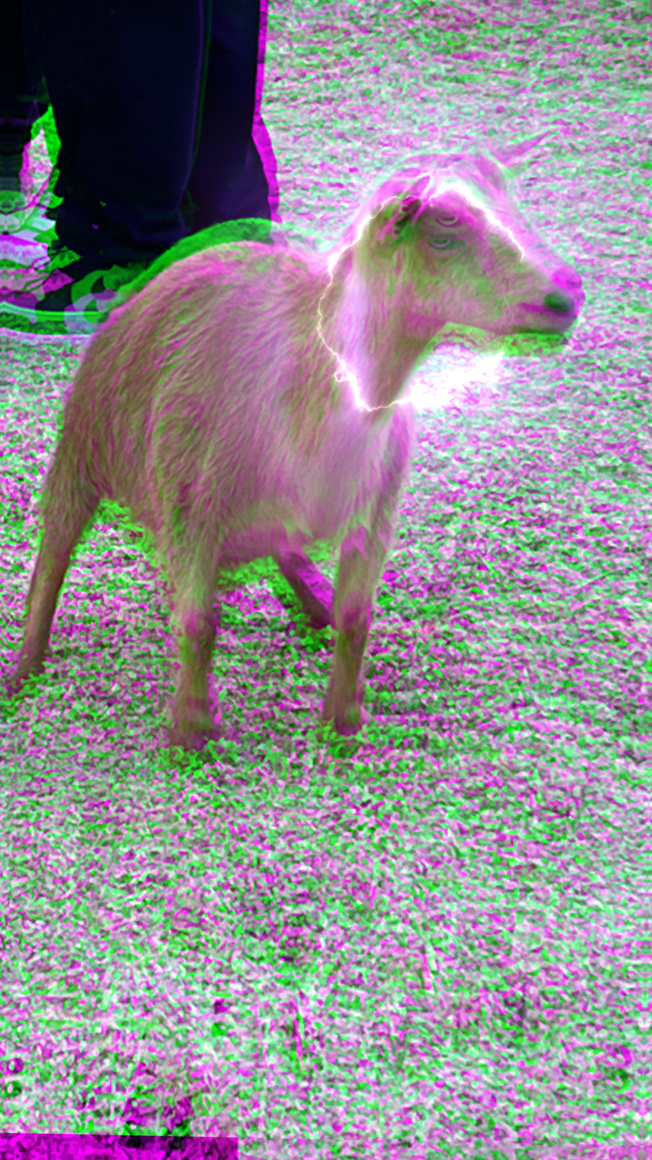 The goat edit temp