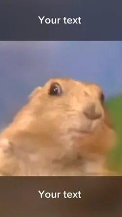 Surprise 