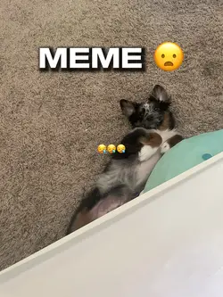 WOAHH | meme