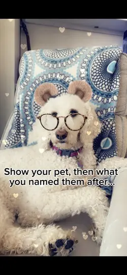 Show your pet 