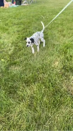 Puppy ❤️🥰😍