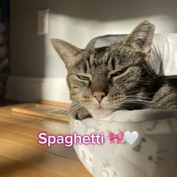 Spaghetti 🎀