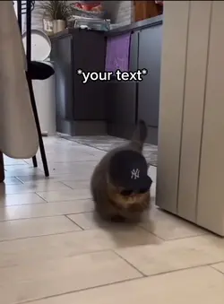 Cool cat