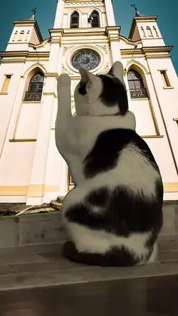 Cat meme 2