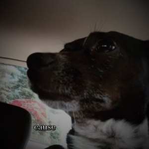 狗狗