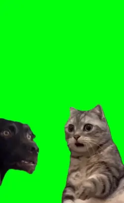 cat dog