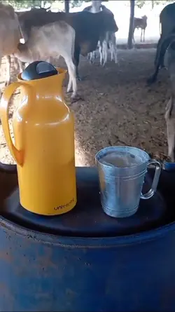 saudades meu sertão 